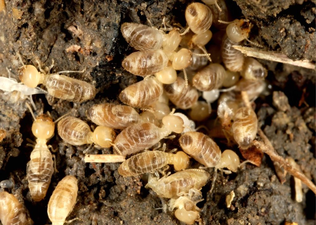 Termite Inspection Baltimore