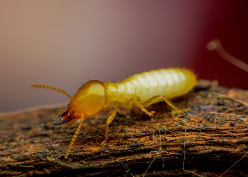 Termite Inspection Baltimore MD