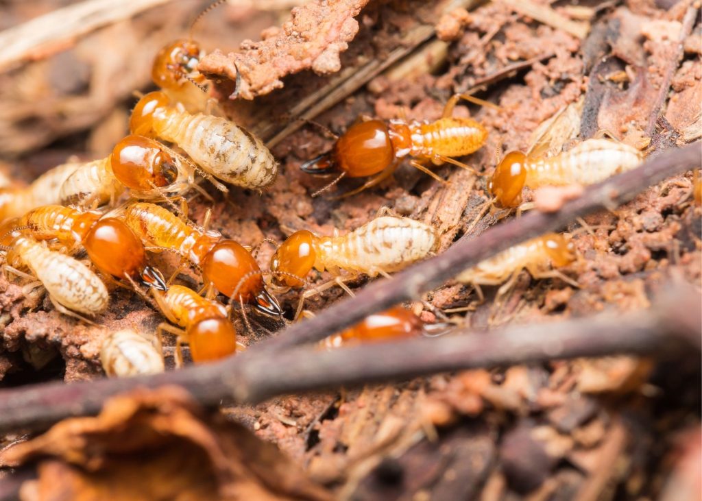 Termite Inspection Baltimore MD