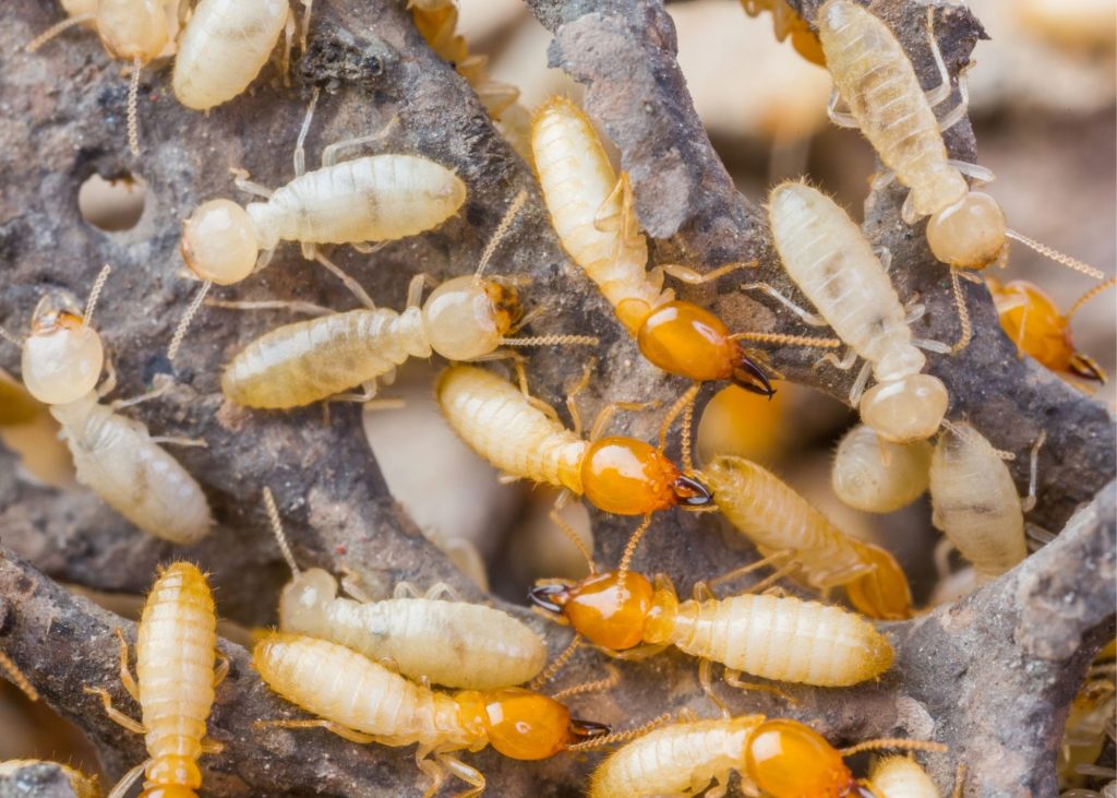 Treat Termites Baltimore